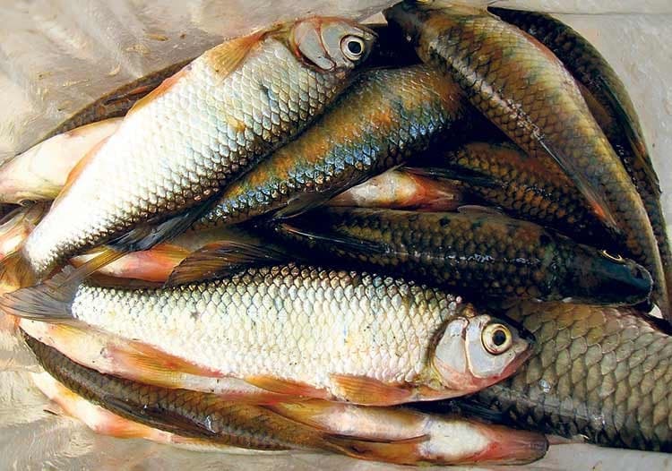 विदेशबाट फर्किएर माछापालन, वार्षिक १० लाखको विक्री