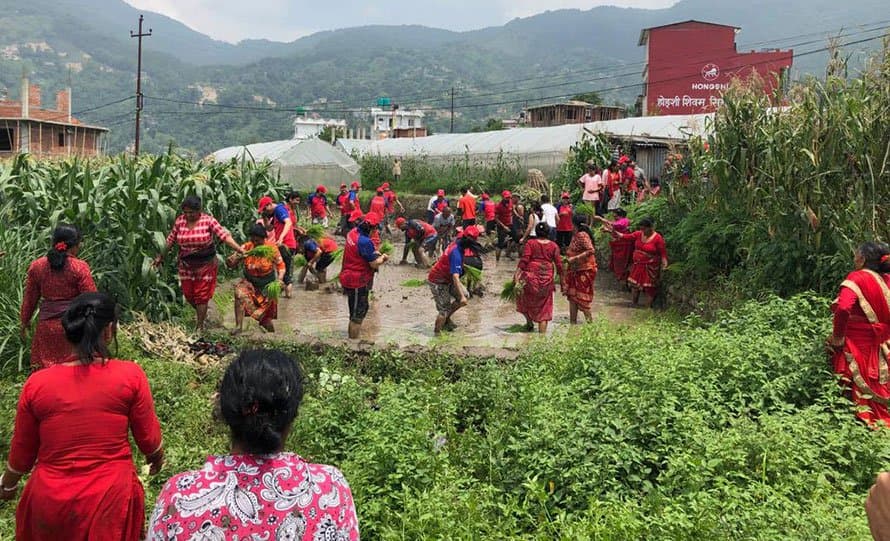 ग्लोबल आइएमई बैंकले मनायो धान दिवस