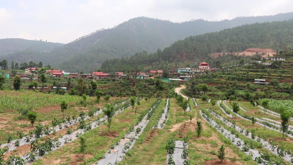 कोरोनाले गाउँ फर्कायो, गाउँमै व्यवसायिक खेती गर्दै धादिङका युवा