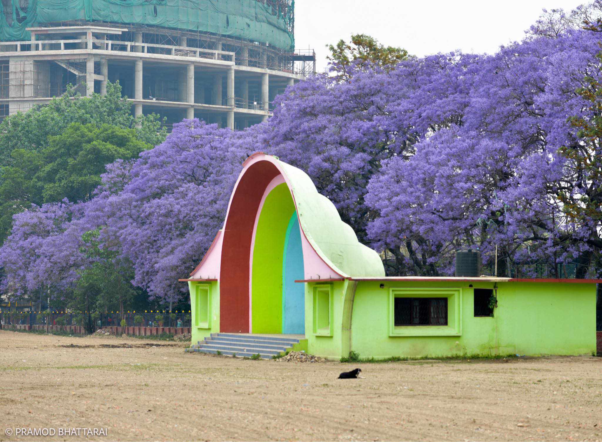परपल काठमाडौ,  ज्याकाराण्डाले राजधानी थप सुन्दर (फोटोफिचर)