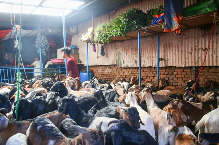 दसैं नजिकिएसँगै भृकुटीमण्डप खसी बजारमा चहलपहल, धमाधम भित्रिँदै खसी, बोका र च्यांग्रा (तस्विरहरू)