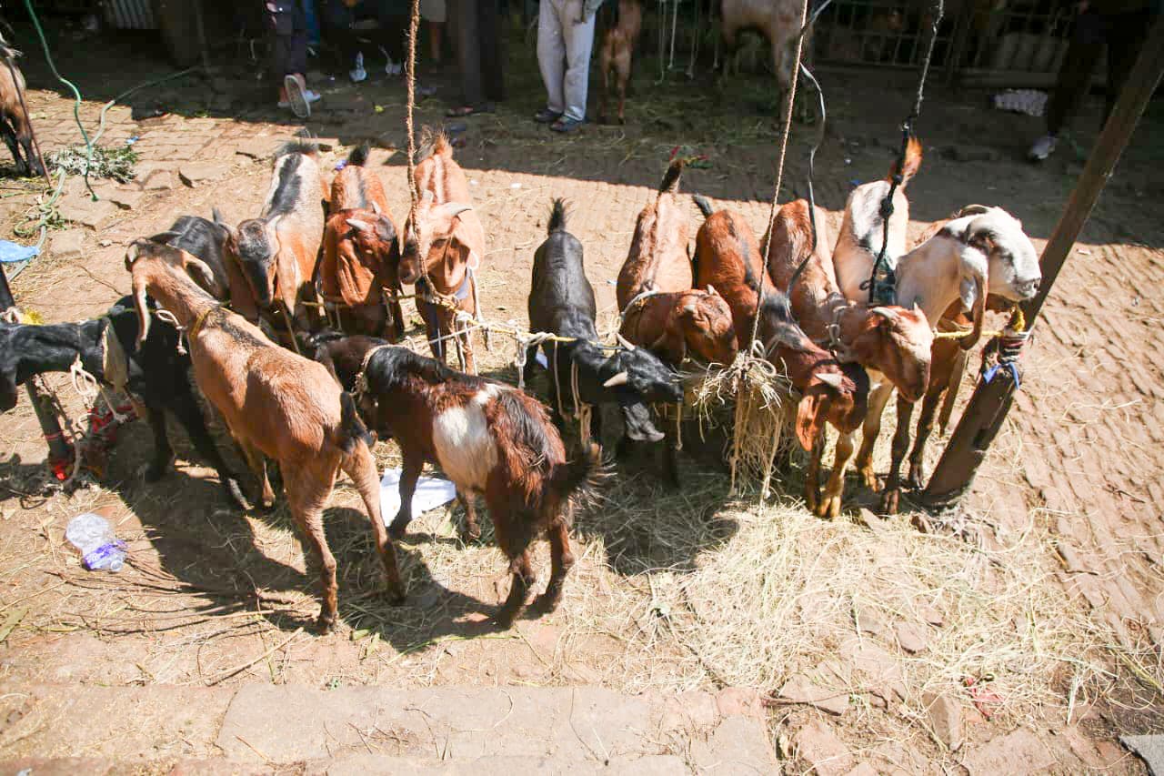 दसैं नजिकिएसँगै भृकुटीमण्डप खसी बजारमा चहलपहल, धमाधम भित्रिँदै खसी, बोका र च्यांग्रा (तस्विरहरू)