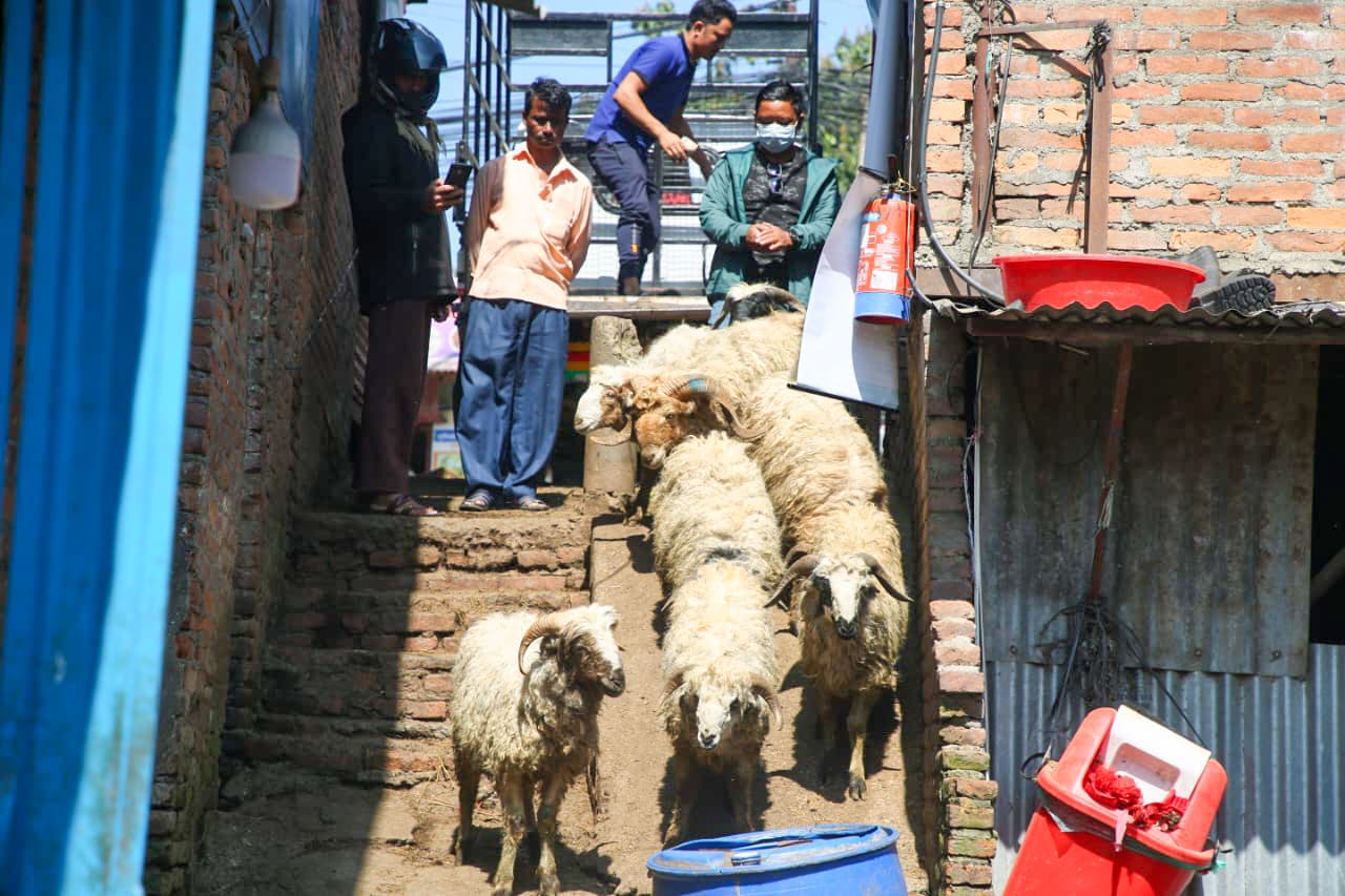 दसैं नजिकिएसँगै भृकुटीमण्डप खसी बजारमा चहलपहल, धमाधम भित्रिँदै खसी, बोका र च्यांग्रा (तस्विरहरू)