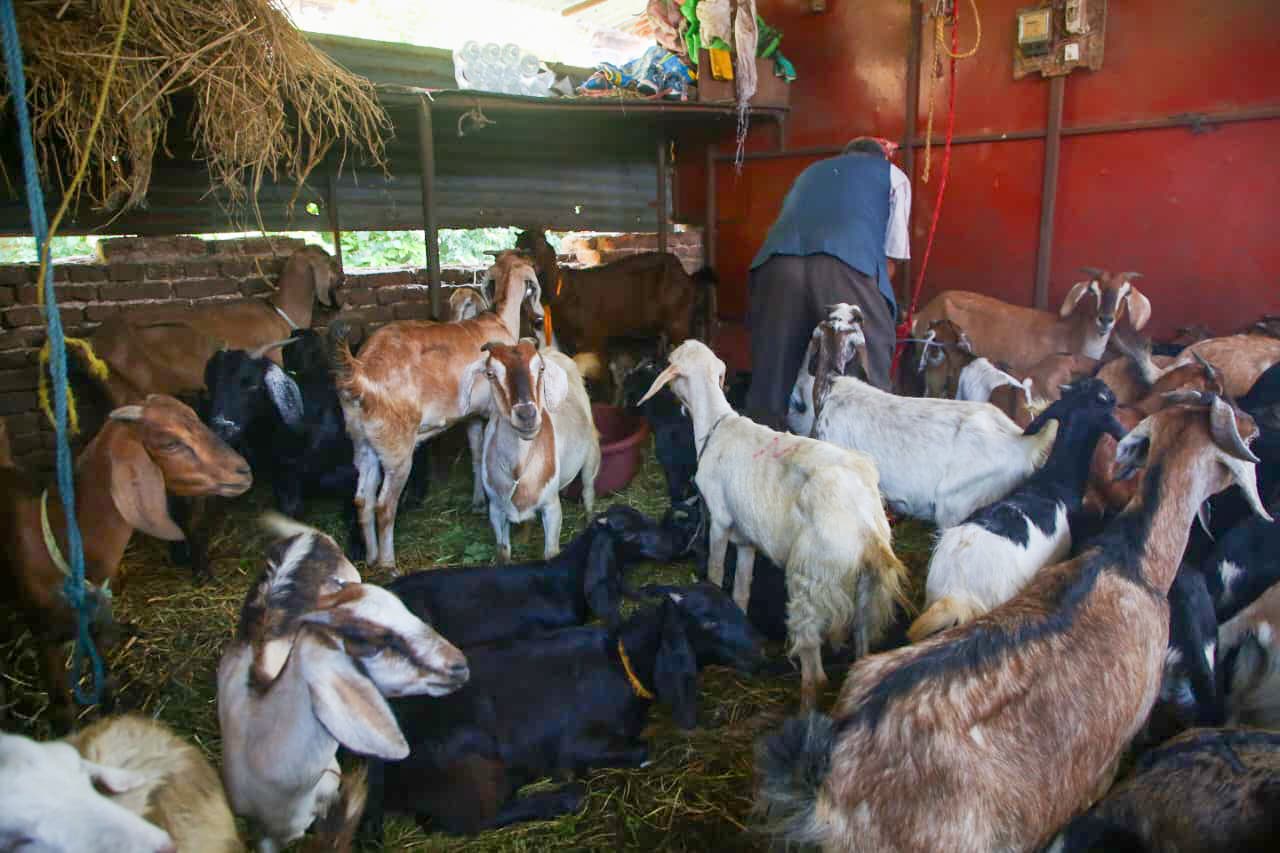दसैं नजिकिएसँगै भृकुटीमण्डप खसी बजारमा चहलपहल, धमाधम भित्रिँदै खसी, बोका र च्यांग्रा (तस्विरहरू)