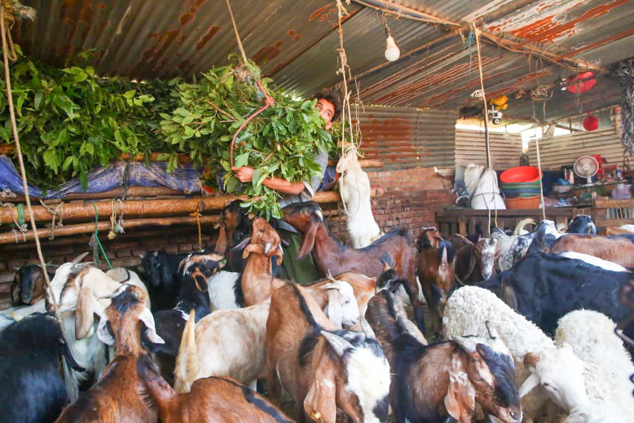 दसैं नजिकिएसँगै भृकुटीमण्डप खसी बजारमा चहलपहल, धमाधम भित्रिँदै खसी, बोका र च्यांग्रा (तस्विरहरू)