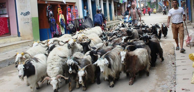 चार दिन हिँडाएर पोखरा ल्याइँदै १२ हजार भेडाच्याङ्ग्रा