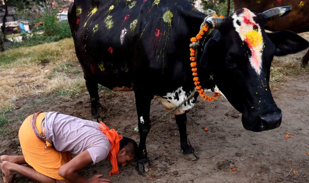 तिहारको चौथो दिन आज गाईको पूजाआजा गरी मनाइँदै
