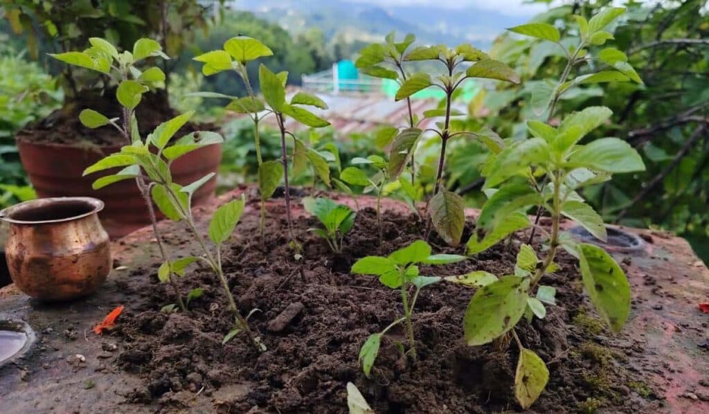 हरिशयनी एकादशी :तुलसीको बिरुवा सार्ने र चतुर्मास व्रत सुरु हुने दिन