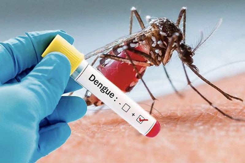 ७१ जिल्लामा फैलियो डेंगु संक्रमण