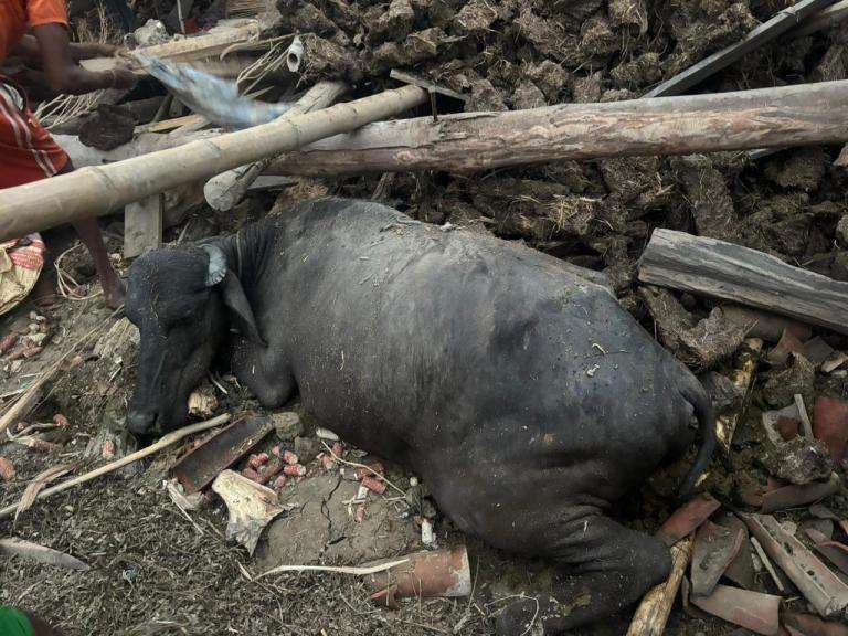 हावाहुरीले गोठ भत्किँदा दुई वटा भैँसी मरे